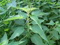 Urtica dioica